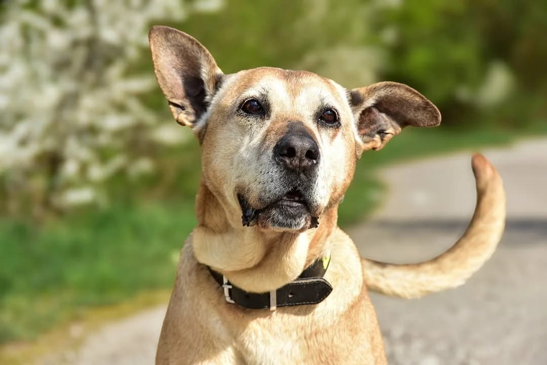 Lora, Mixed Breed (ÚVP Košice)