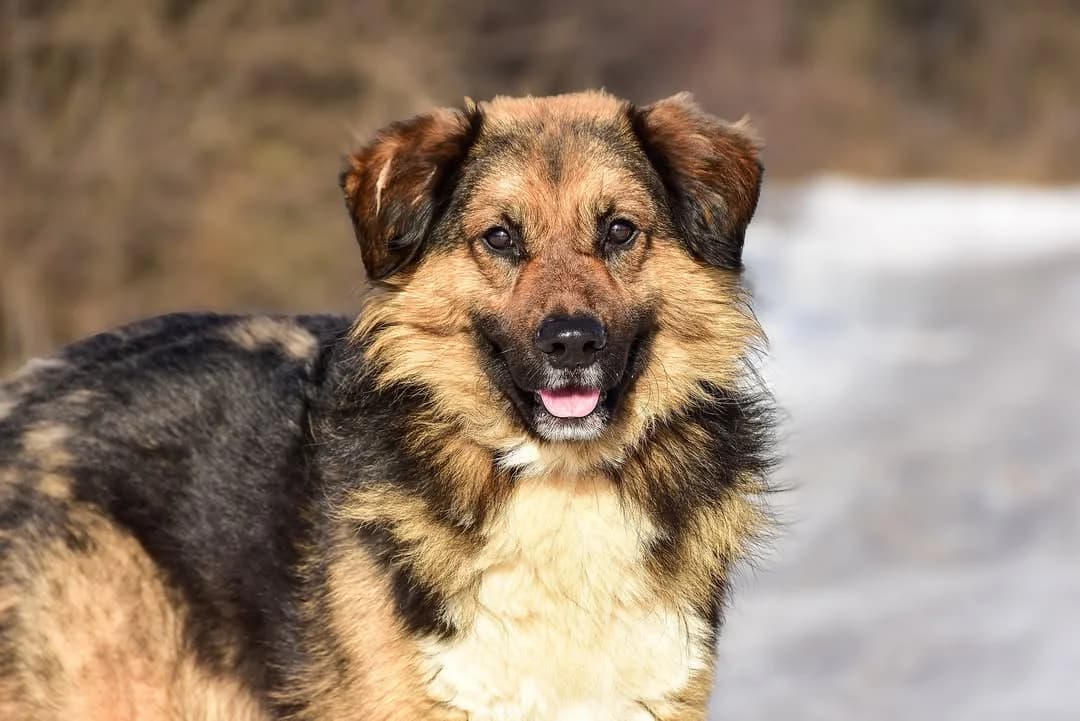 Lou, Mixed Breed (ÚVP Košice)