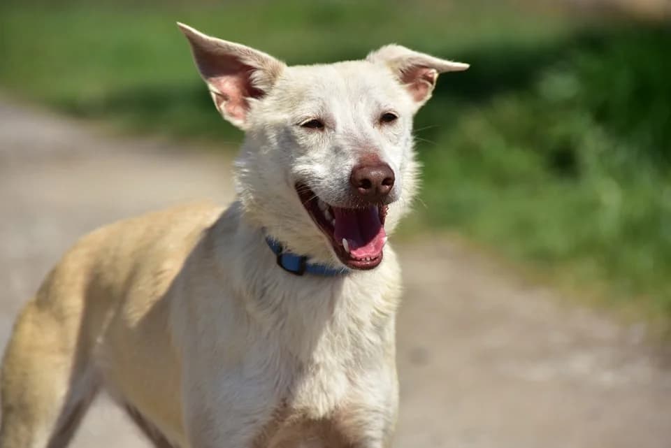 Lu, Mixed Breed (ÚVP Košice)