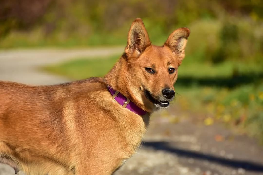 Lujza, Mixed Breed (ÚVP Košice)