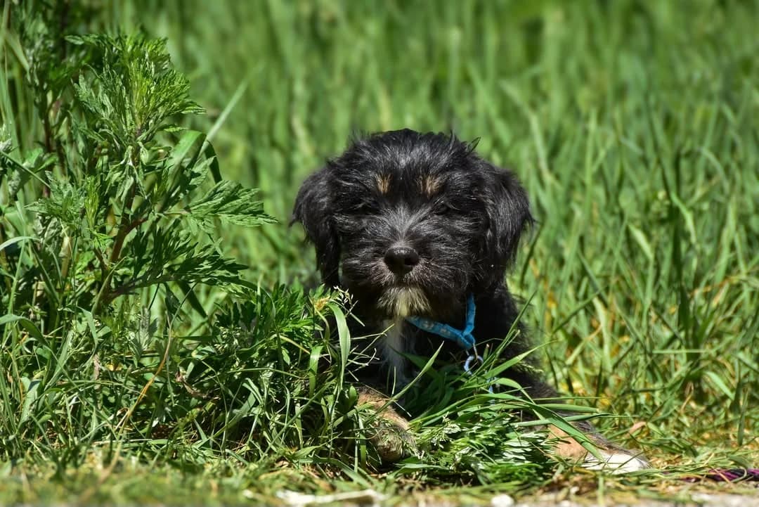 Luky, Mixed Breed (ÚVP Košice)
