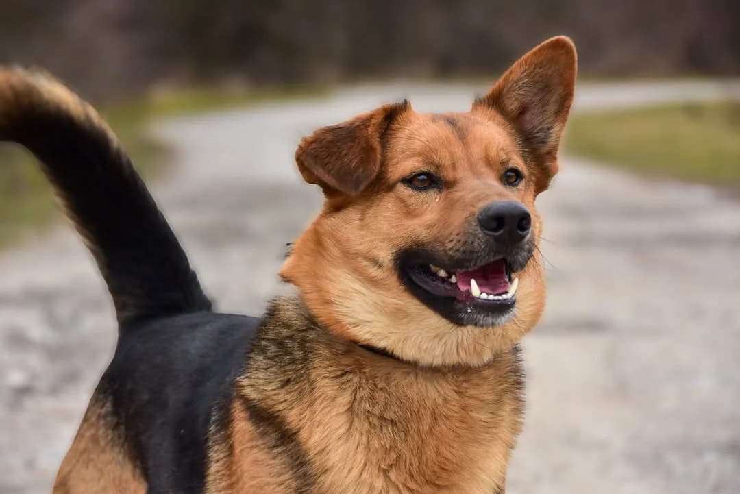 Lumpík, Mixed Breed (ÚVP Košice)