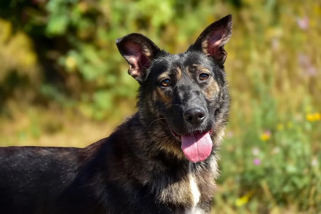 Luna, female Mixed Breed for adoption at ÚVP Košice