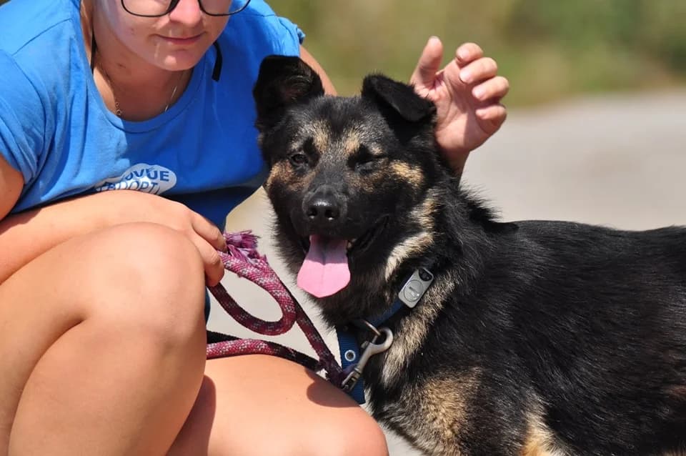 Marcus, male Mixed Breed for adoption at ÚVP Košice