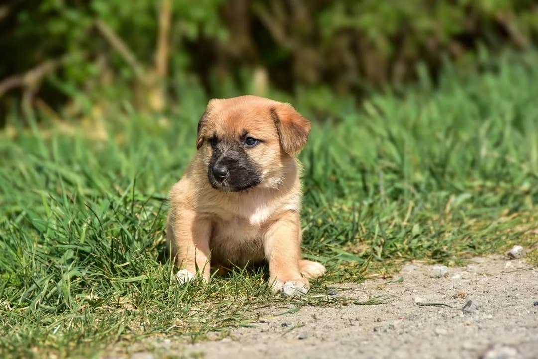 Margot Rezervovaná, Mixed Breed (ÚVP Košice)