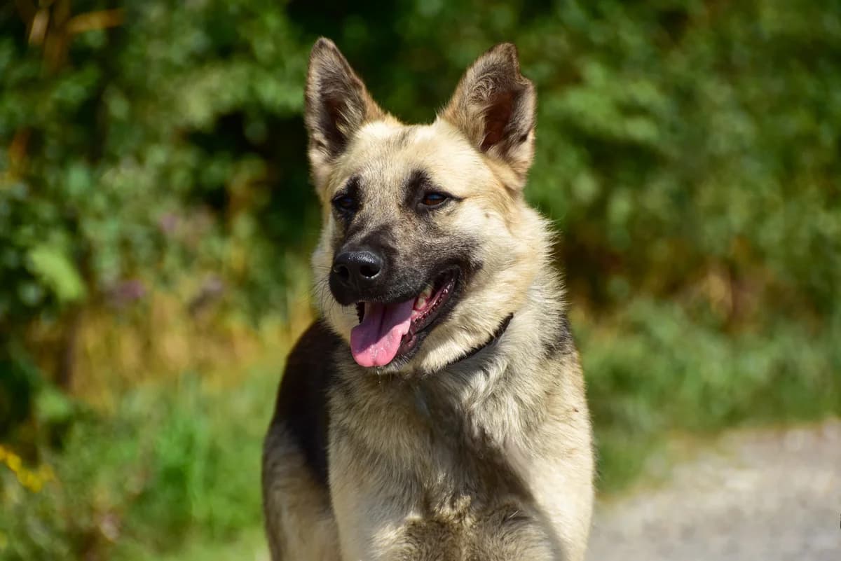 Marlon, Mixed Breed (ÚVP Košice)