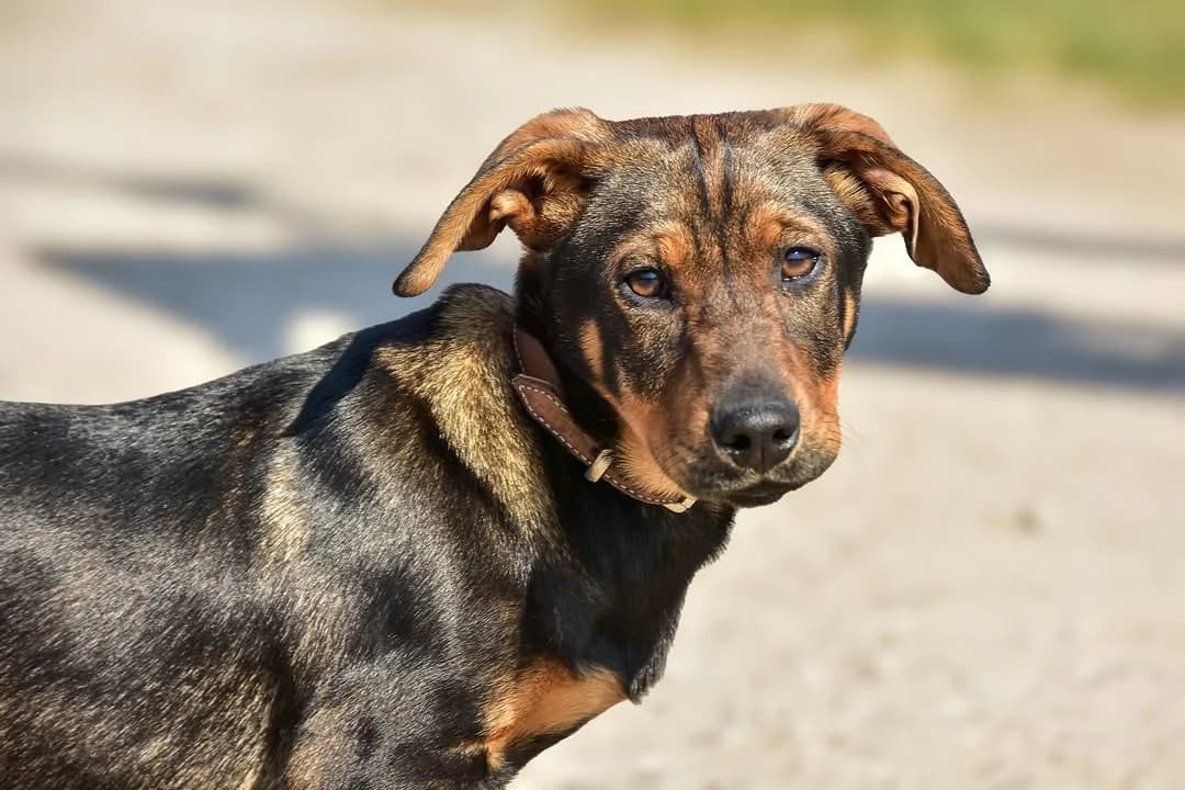 Marry, Mixed Breed (ÚVP Košice)