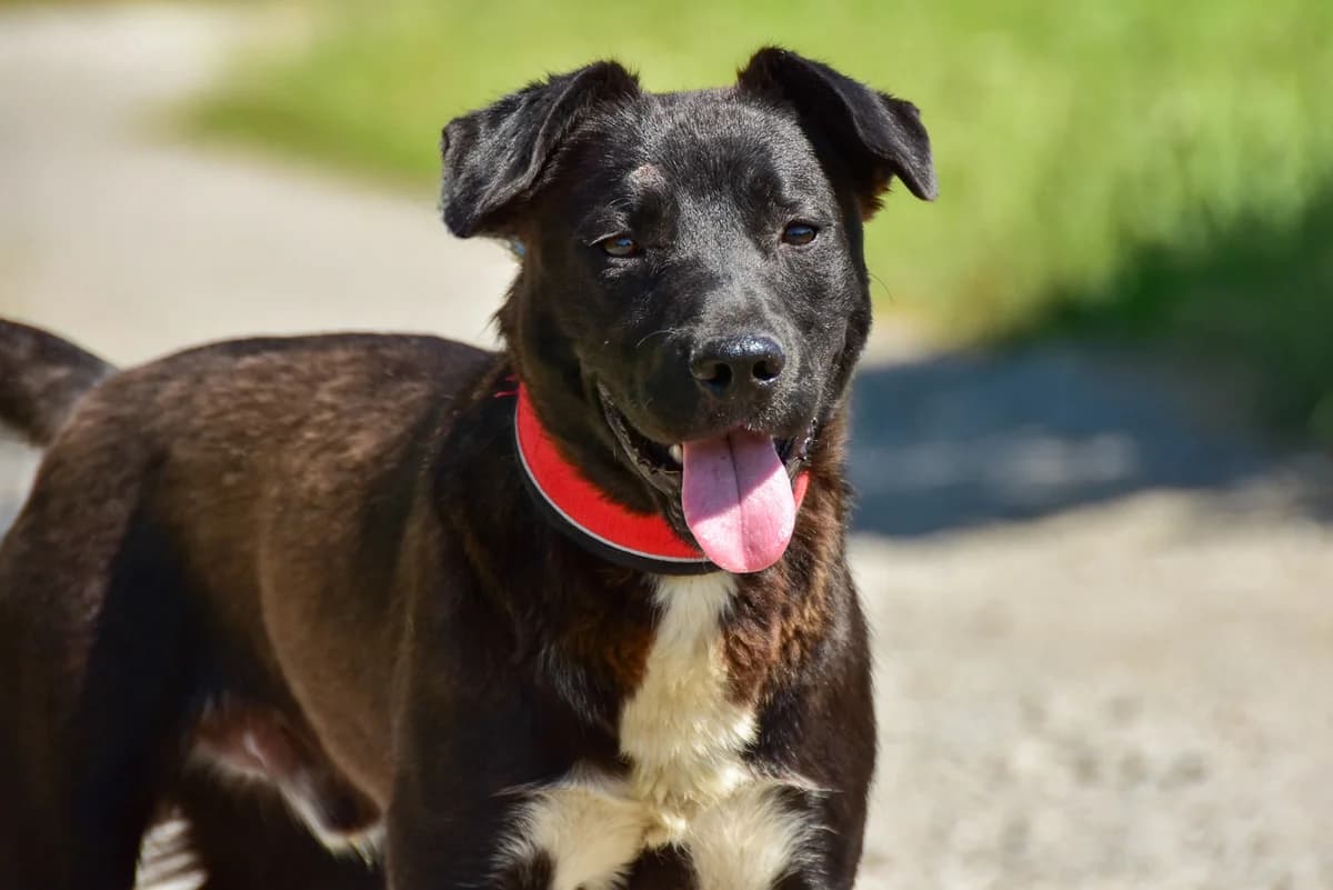 Marvin, Mixed Breed (ÚVP Košice)