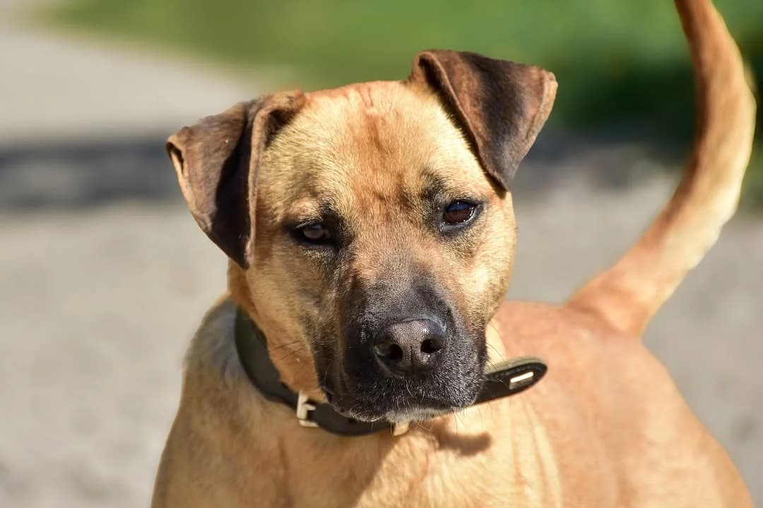 Maugli, Mixed Breed (ÚVP Košice)