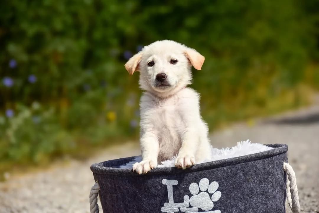 Miles, male Mixed Breed for adoption at ÚVP Košice