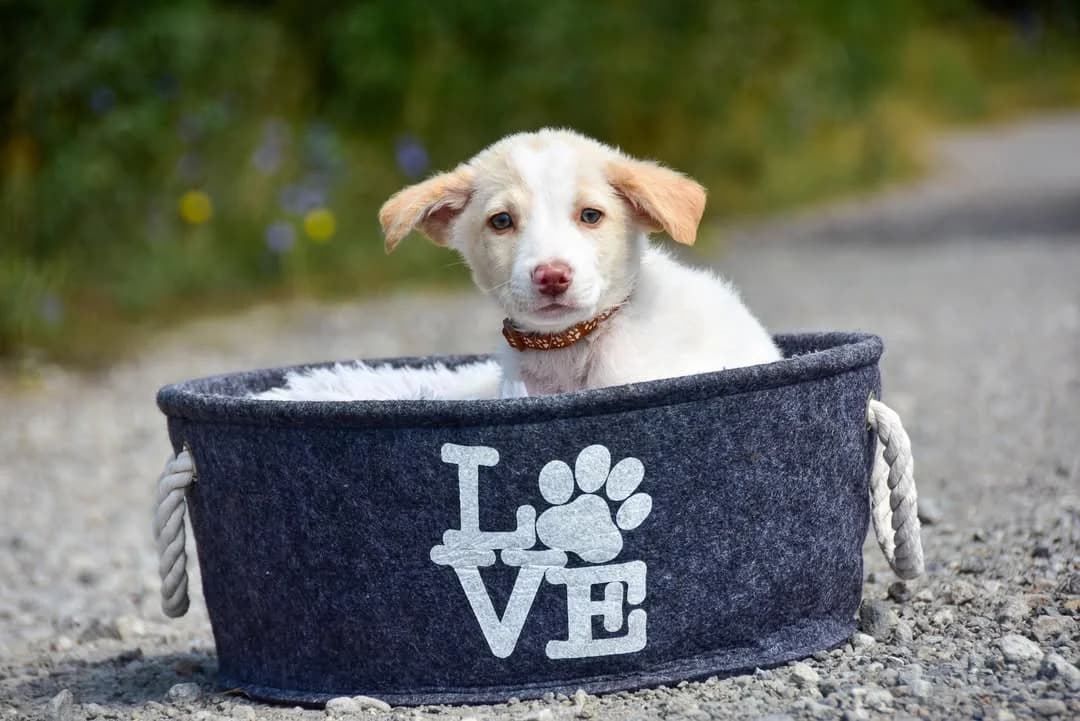 Milky, male Mixed Breed for adoption at ÚVP Košice