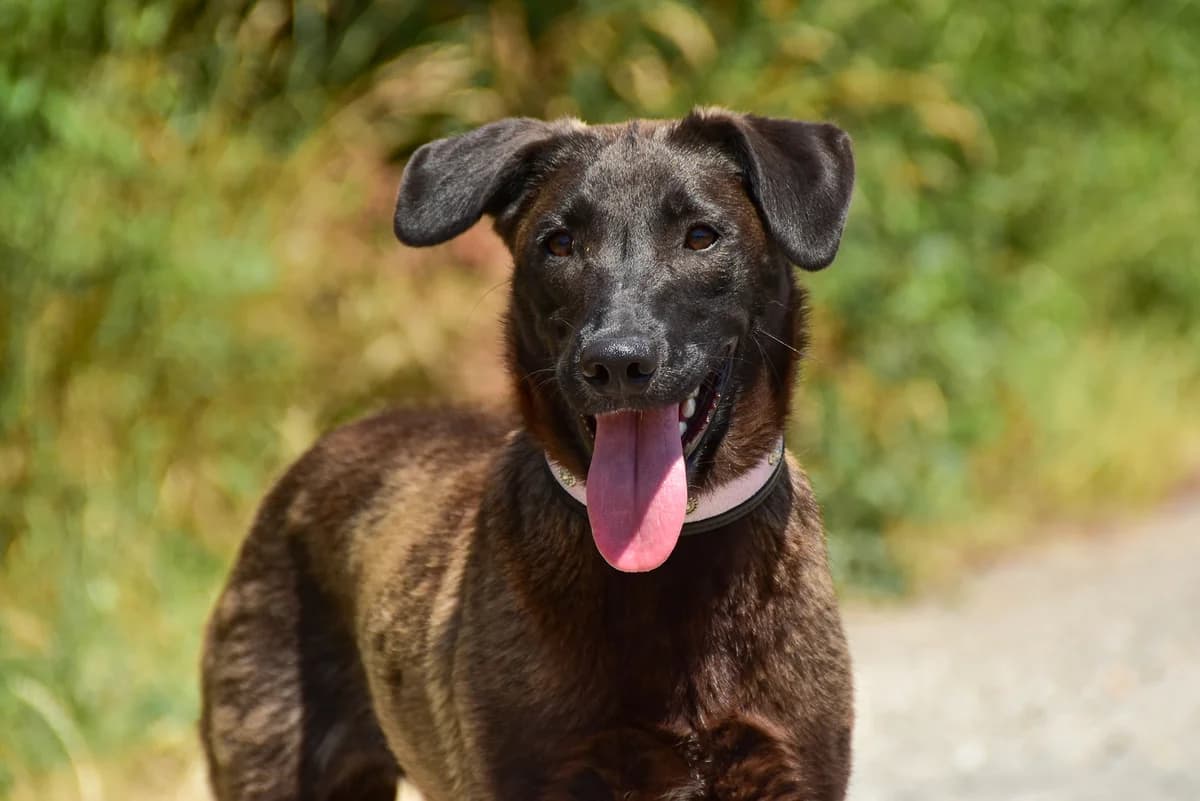 Milla, Mixed Breed (ÚVP Košice)