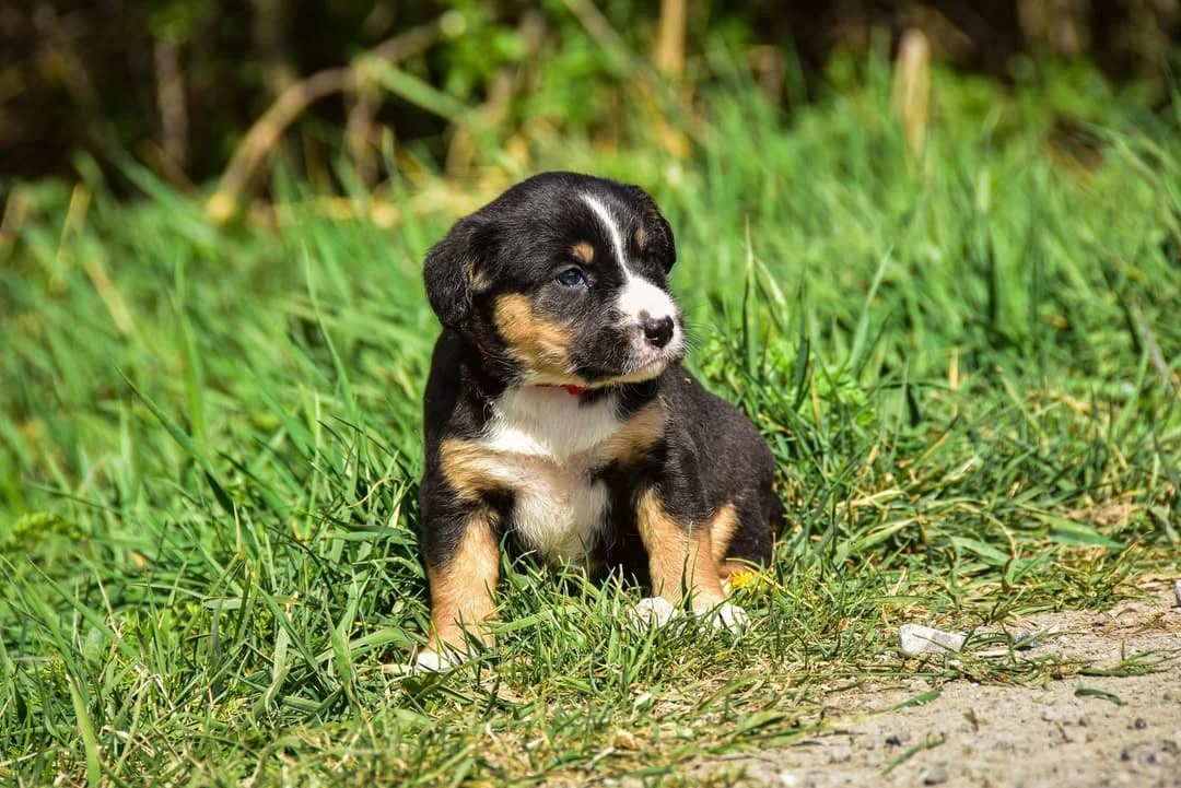 Minnie Rezervovaná, Mixed Breed (ÚVP Košice)