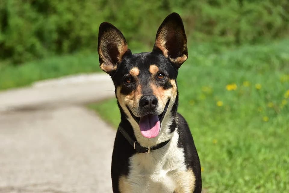 Mio, Mixed Breed (ÚVP Košice)