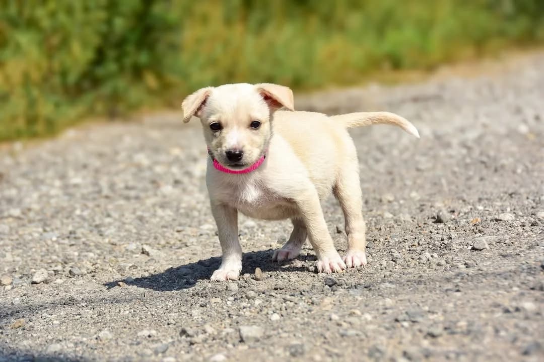 Miška, female Mixed Breed for adoption at ÚVP Košice
