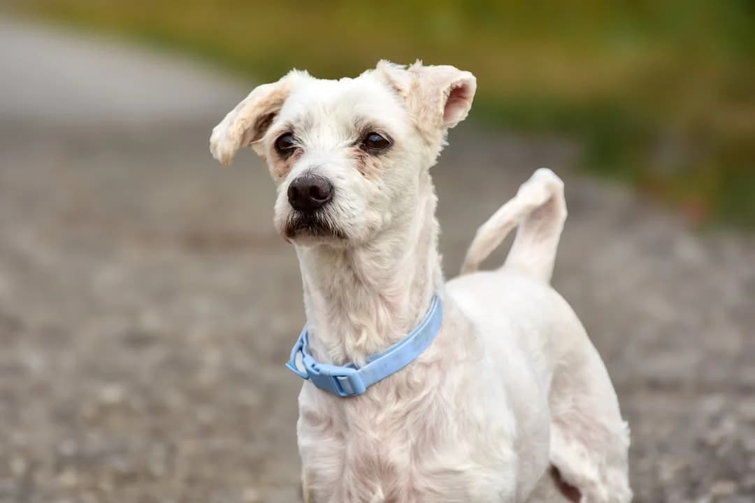 Miško, male senior Mixed Breed for adoption at ÚVP Košice