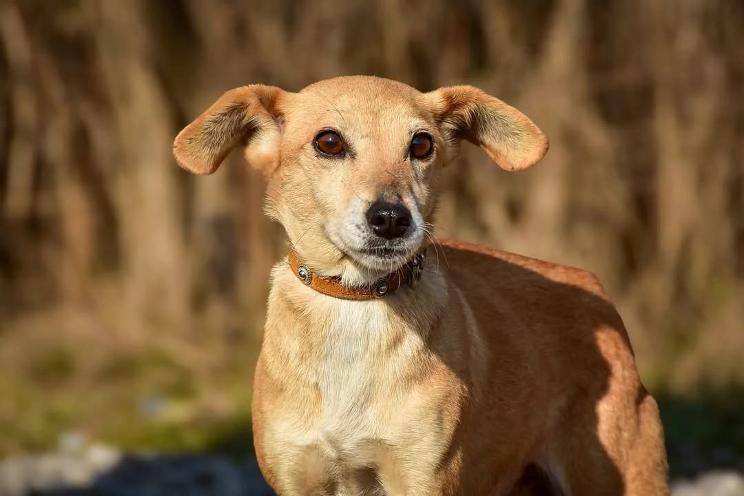 Molly Rezervovaná, Mixed Breed (ÚVP Košice)