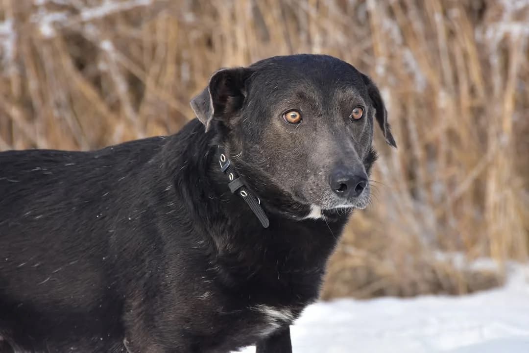 Monty, Mixed Breed (ÚVP Košice)