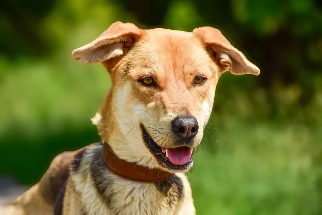 Monty, male Mixed Breed for adoption at ÚVP Košice