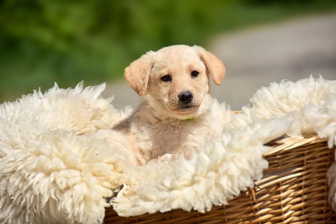 Natan, male Mixed Breed for adoption at ÚVP Košice