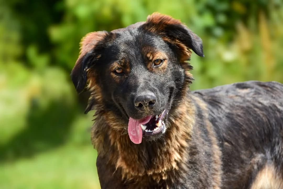 Naty, female Mixed Breed for adoption at ÚVP Košice