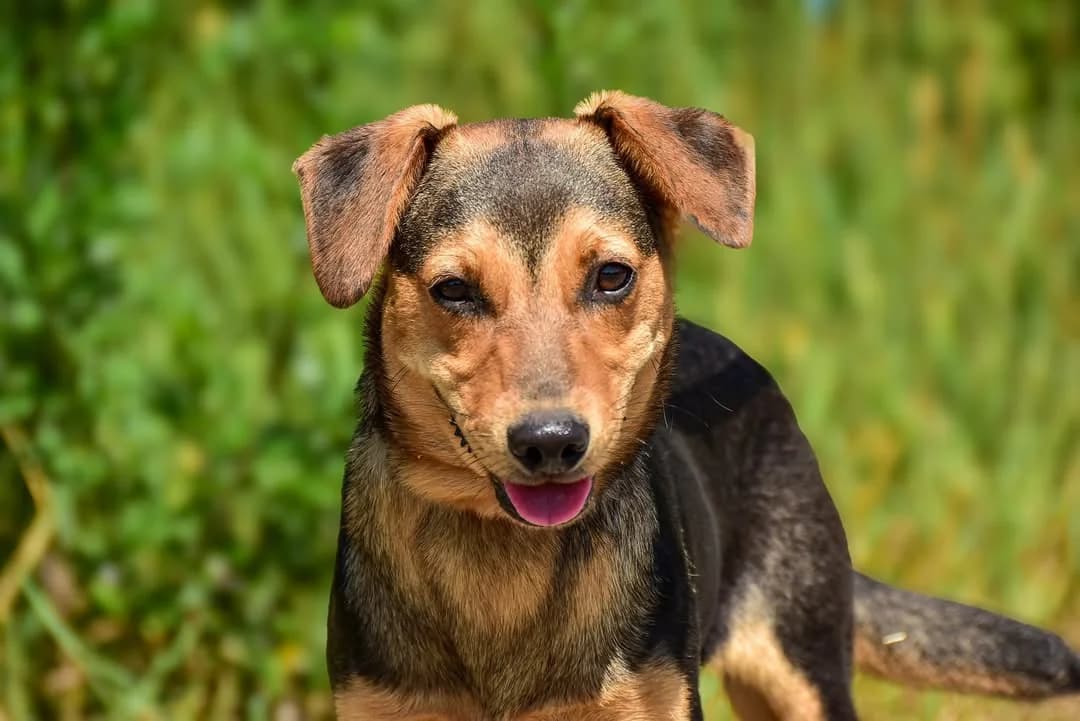 Nesie, female Mixed Breed for adoption at ÚVP Košice