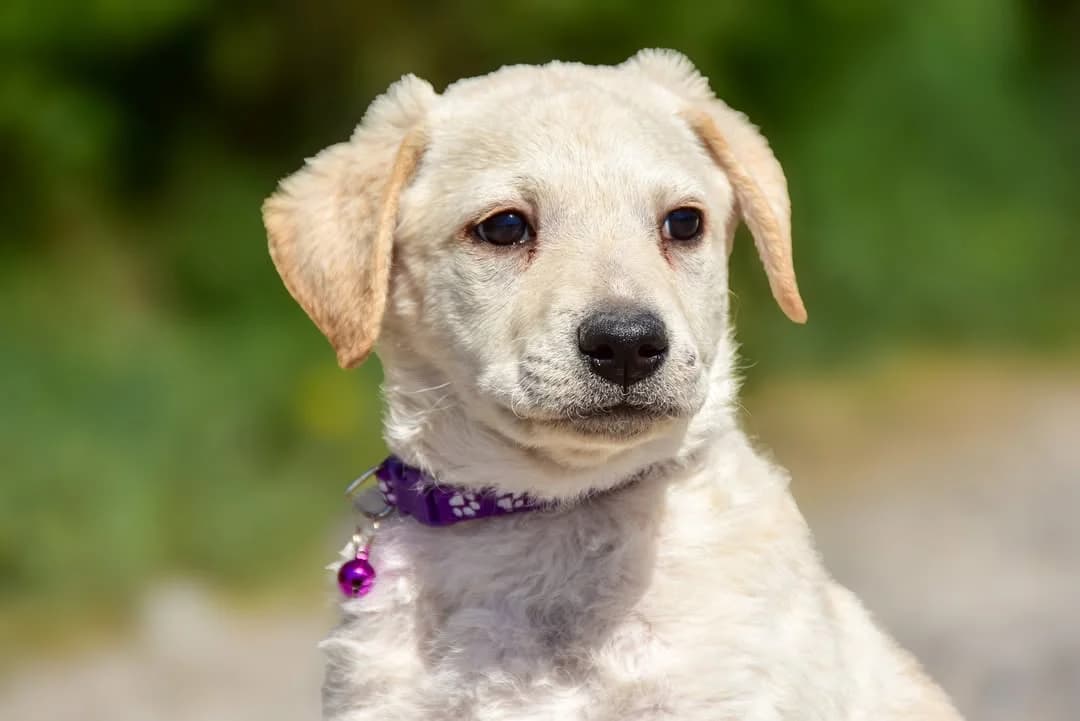 Nick, male Mixed Breed for adoption at ÚVP Košice