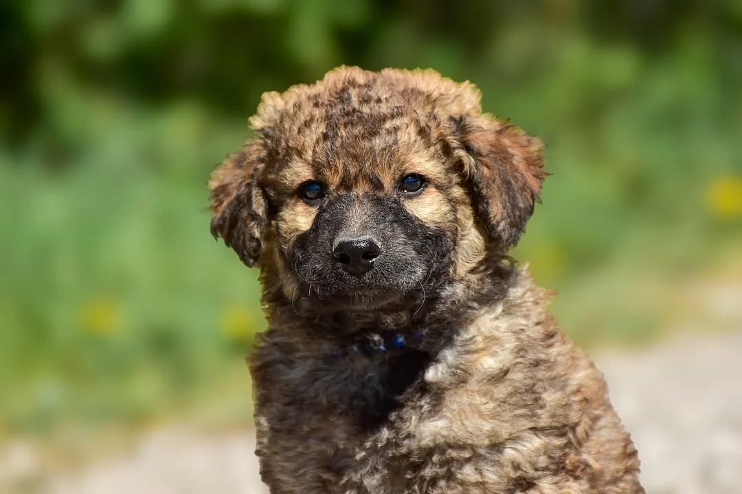 Nio, male Mixed Breed for adoption at ÚVP Košice
