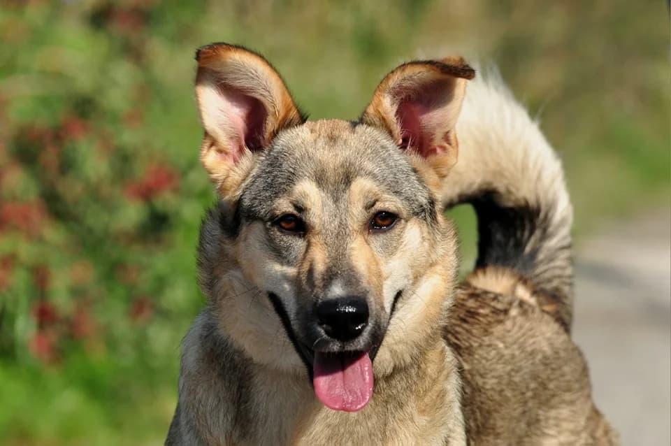 Nora, female Mixed Breed for adoption at ÚVP Košice