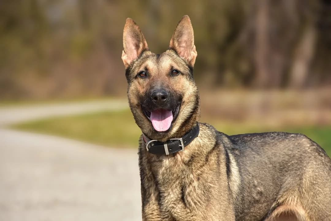 Ola, Mixed Breed (ÚVP Košice)