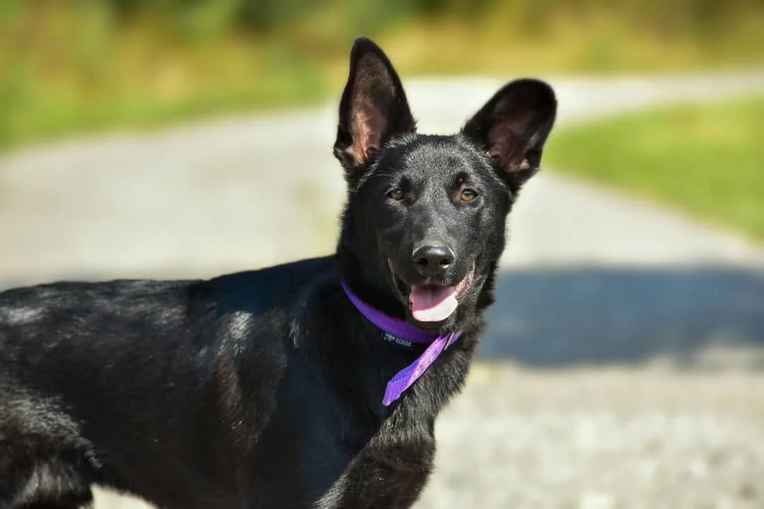 Olaf, Mixed Breed (ÚVP Košice)