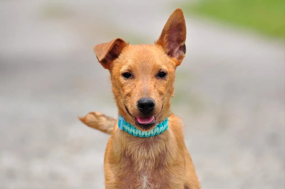Onyx, male Mixed Breed for adoption at ÚVP Košice