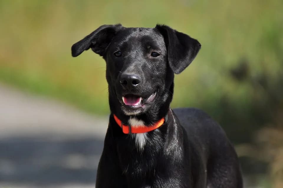 Otík, male Mixed Breed for adoption at ÚVP Košice