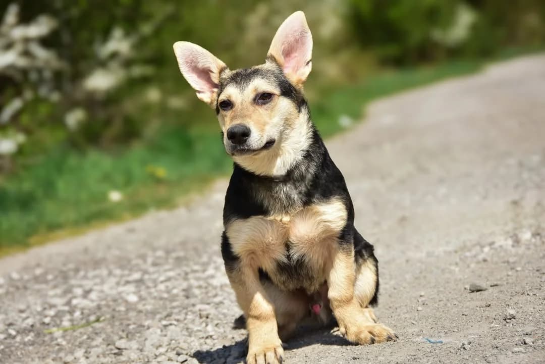Otis, Mixed Breed (ÚVP Košice)