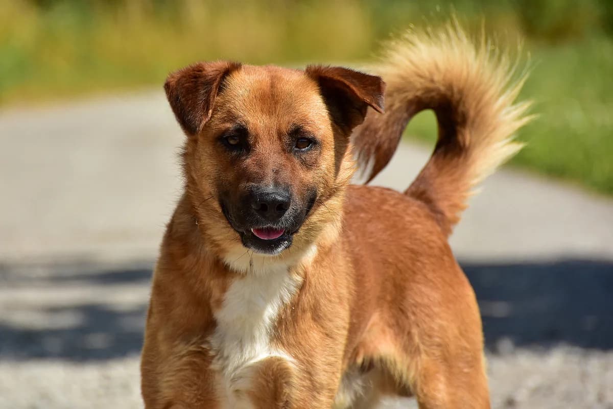 Pascal, Mixed Breed (ÚVP Košice)