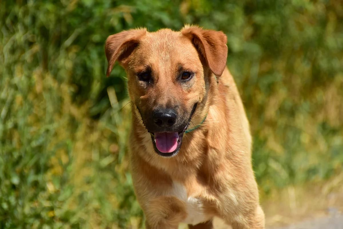 Paulo, Mixed Breed (ÚVP Košice)