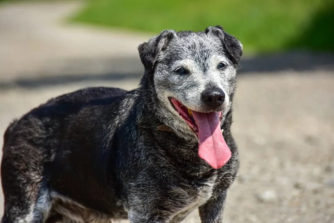 Phill, male puppy Mixed Breed for adoption at ÚVP Košice