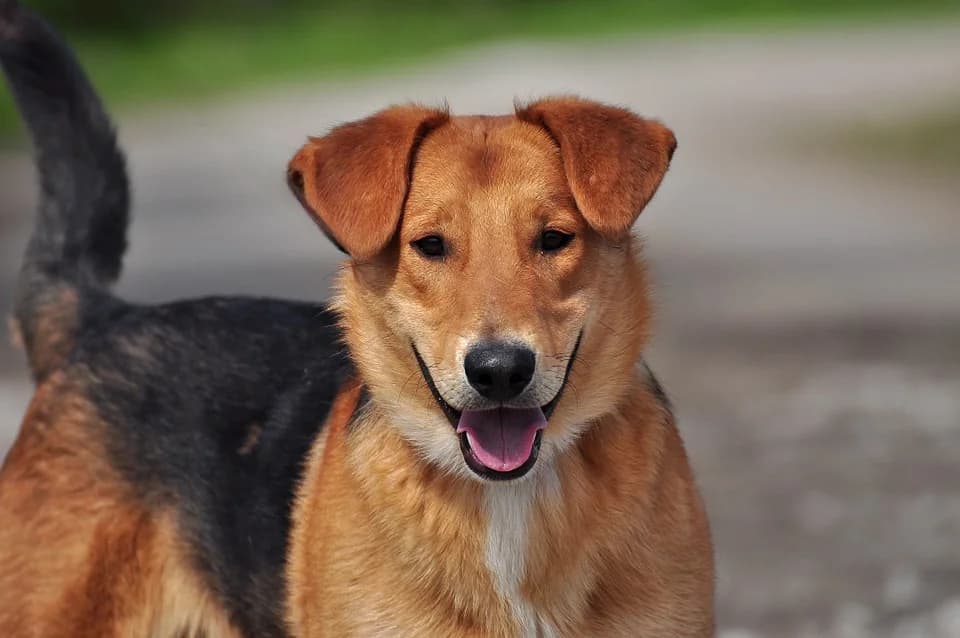 Quido, Mixed Breed (ÚVP Košice)