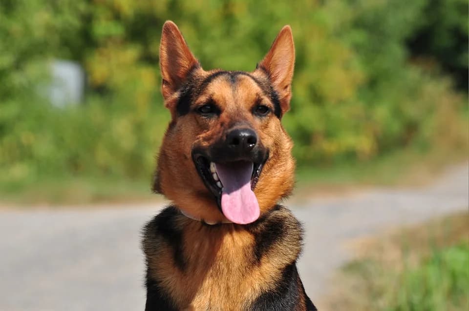 Régo, male Mixed Breed for adoption at ÚVP Košice