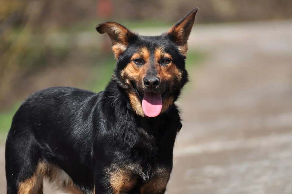 Remmi, male Mixed Breed for adoption at ÚVP Košice