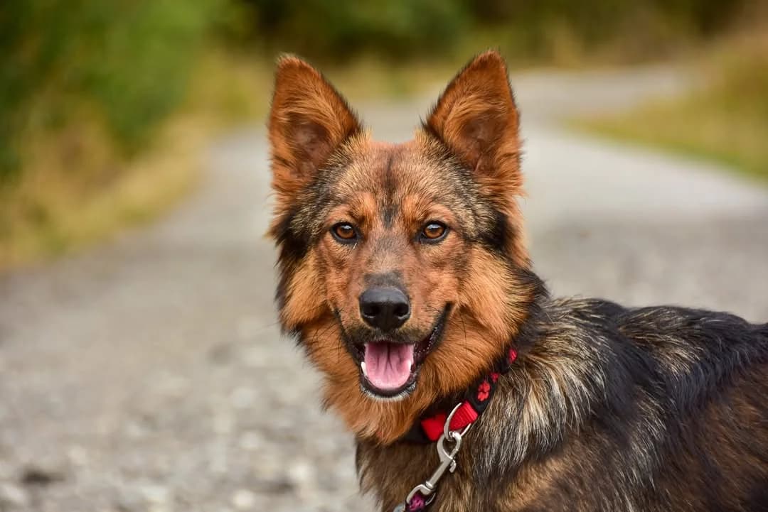 Rexa, female Mixed Breed for adoption at ÚVP Košice