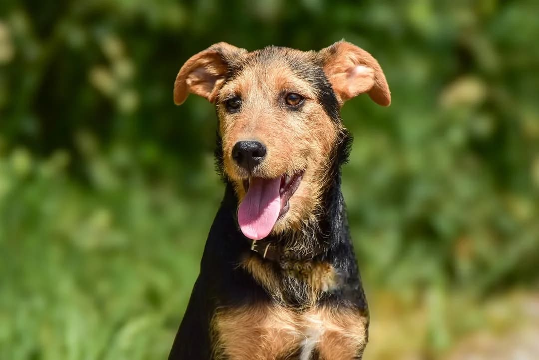 Ricky, Mixed Breed (ÚVP Košice)