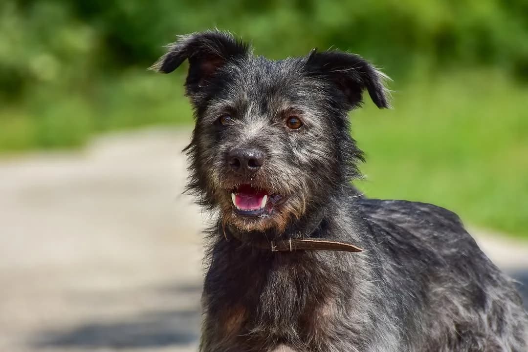 Ricky, male Mixed Breed for adoption at ÚVP Košice