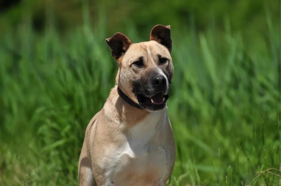 Roko, male Mixed Breed for adoption at ÚVP Košice