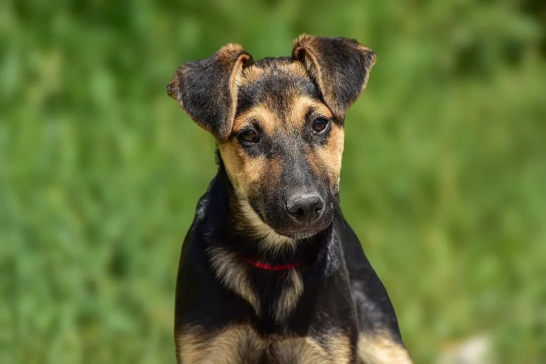 Rony, Mixed Breed (ÚVP Košice)