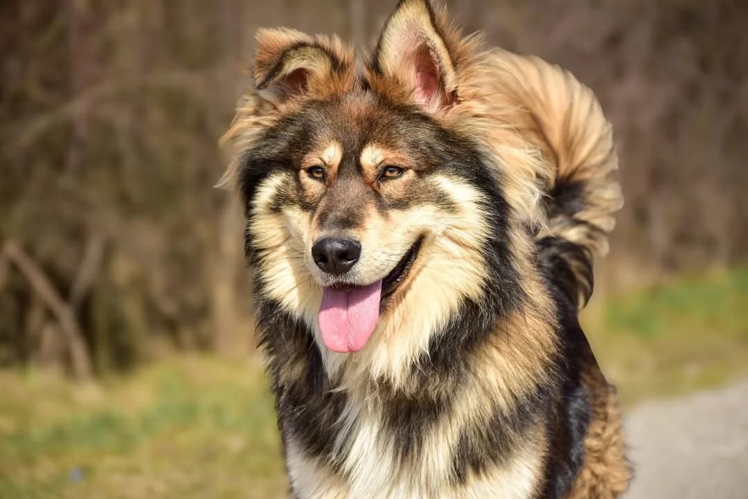 Rudko, Mixed Breed (ÚVP Košice)