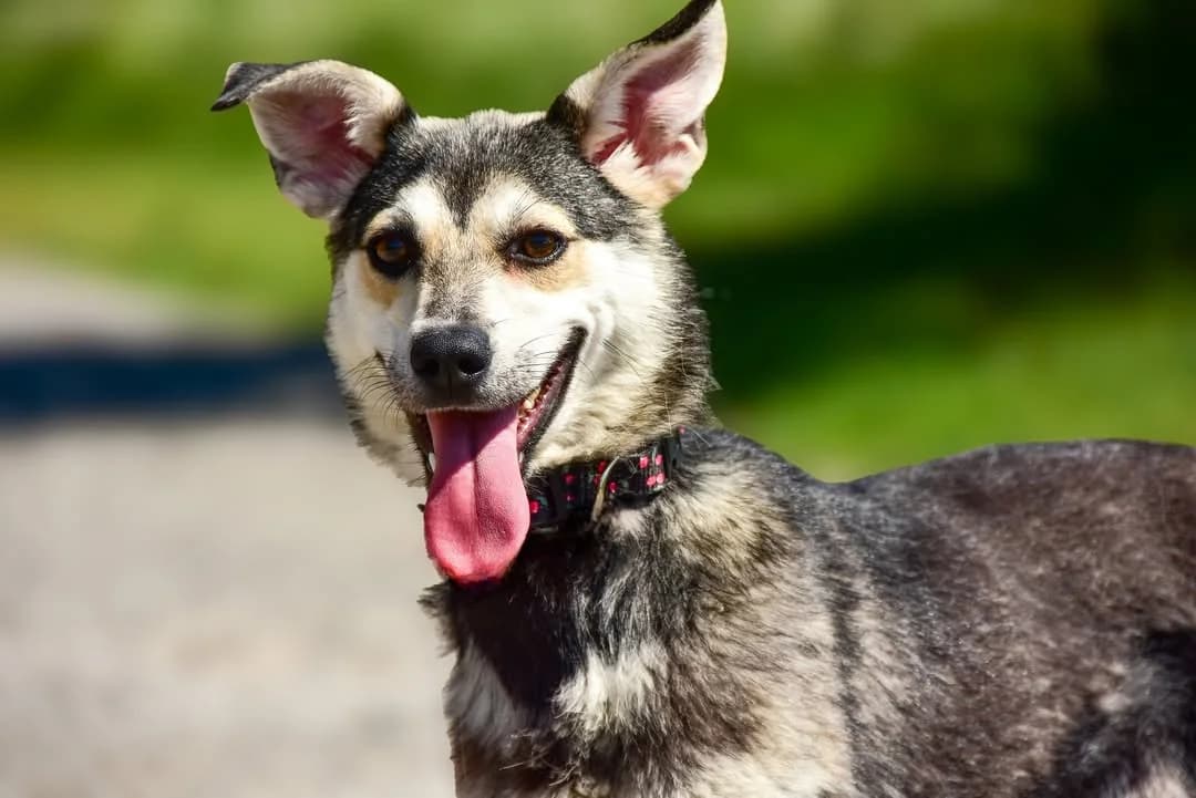 Sally, female Mixed Breed for adoption at ÚVP Košice