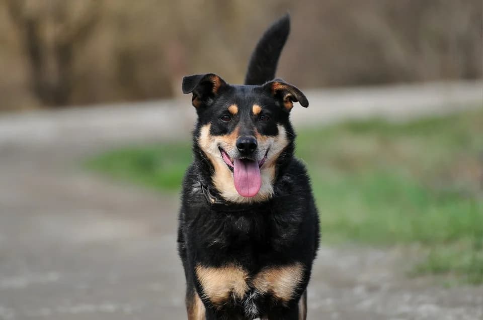Sára, female 7yo Mixed Breed for adoption at ÚVP Košice