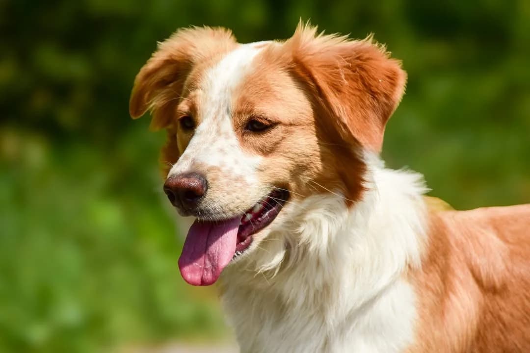Shelly, female Mixed Breed for adoption at ÚVP Košice