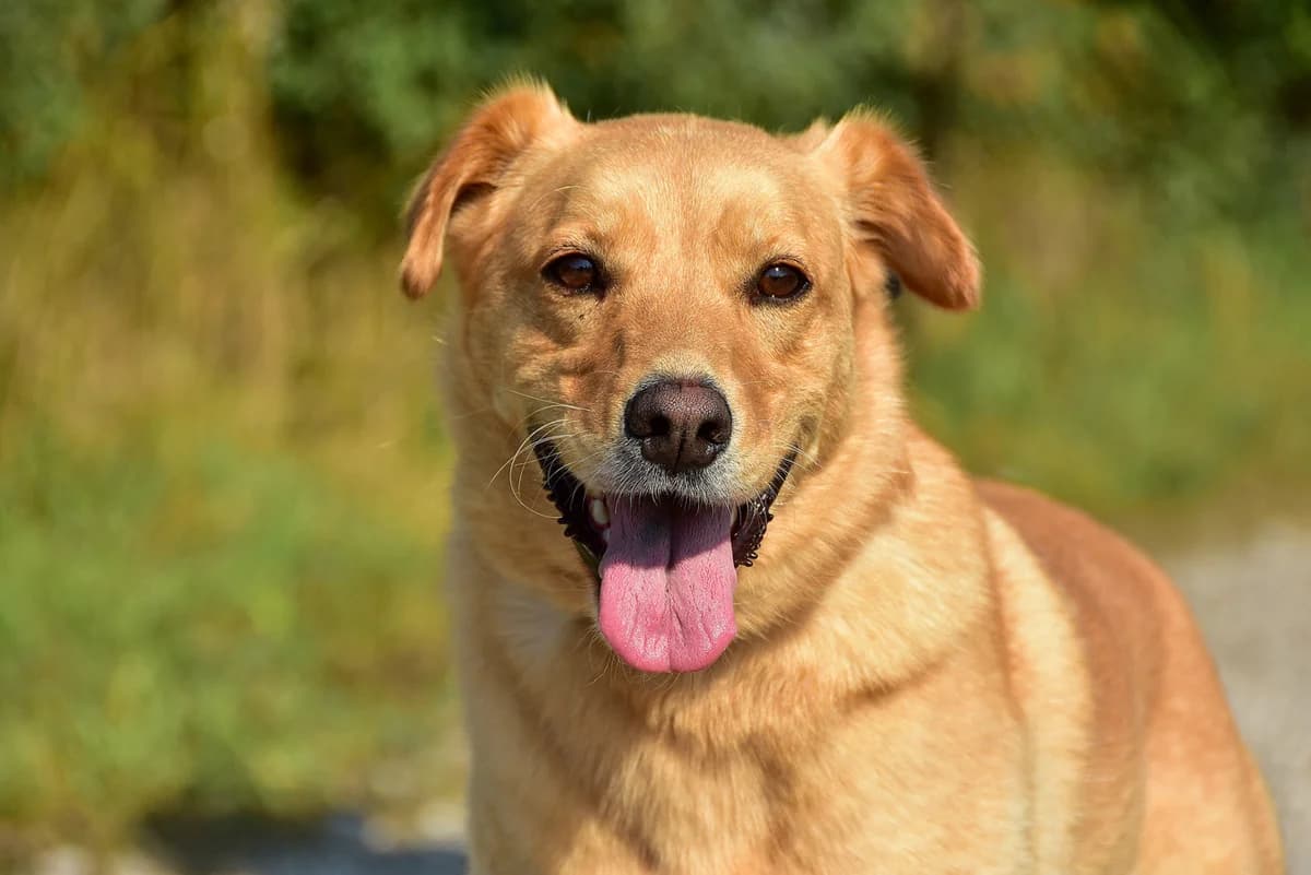 Snoopy, Mixed Breed (ÚVP Košice)